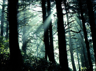 foret.png