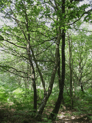 foret15.gif